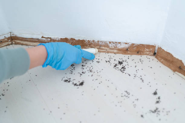 Best Flea Control Services  in Black Jack, MO